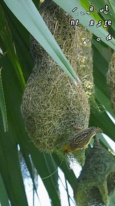 Nature’s Security Checkpoint 🪹🐦 Thread by thread, the Baya Weaver shapes the nest entrance — soon to become the long hanging tube. A smart design that keeps danger out and family safe inside. Pure instinct, pure genius. #BayaWeaver #NestEntrance #WeaverBird #BirdArchitecture #NatureDesign | Go Green Forlife