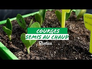 Sowing squash in the warmth