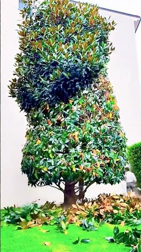 How to cut leaves on a tall tree using a ladder #leaves #ladder #shorts