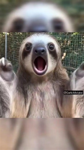 funny sloth 🤣🍓#funny #cute #slots #sloth #strawberry
