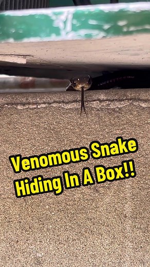 Red-bellied Black Snake Encounter in Australia