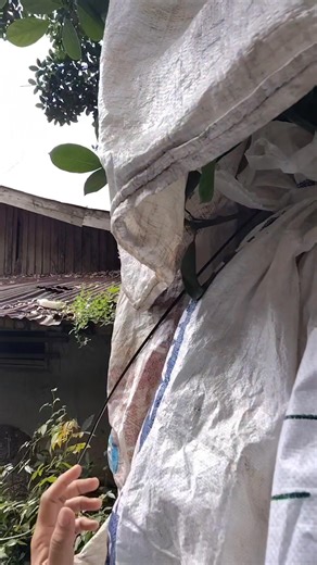 14 reactions · 13 comments | #StarSender #reelsfyp #followers #highlights | Alberto Genzon | Facebook