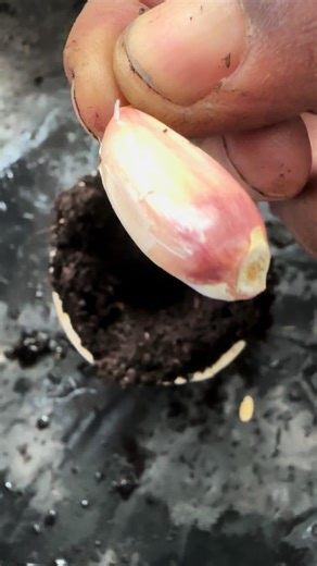 Culture de l'ail et microjardinage au Sénégal