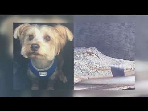 Gator eats Port Charlotte dog