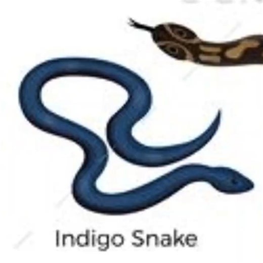 This Shiny Blue Snake Can Eat a King Cobra?! 😳🐍