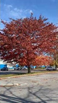 Autumn Blaze Maple Tree with Falling Leaves #Autumn