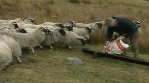 Lundavra Farm – a hill sheep farm