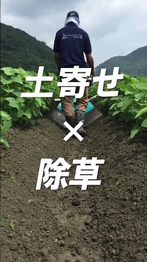 根本まで土寄せ... #黒大豆栽培 #クボタ #黒大豆土寄せセット
