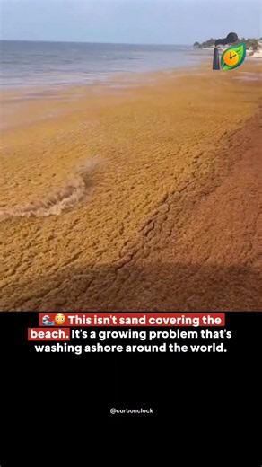 This Isn't Sand... It's a Global Environmental Crisis 🌊😳 #Shorts #oceancrisis #marinepollution