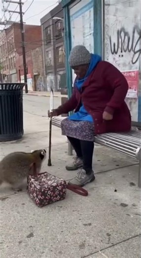 You Won't Believe What This Raccoon Did to This Old Lady!