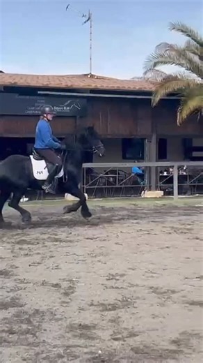 FRIESIAN BROS | Bit of Sunday jumping ♥️ #sunday #jump #horsejumping #friesian @equus_elm | Instagram