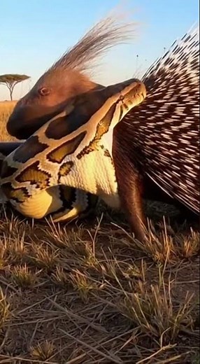 This Is Why a Python Should Never Swallow a Porcupine!