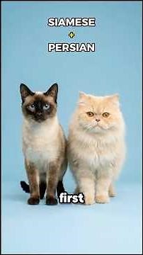 Siamese Cat Cross Breed – You Won’t Believe The Result!🙆‍♀️ #catmodel #catbreed