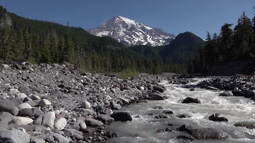 Mount Rainier’s glacier-fed rivers are not crystal-clear, but often have a milky color. This is due to suspended rock dust, called glacial flour, in the water. Glacial flour is created by the movement of glacial ice grinding against the bedrock of the mountain. NPS Video of the Nisqually River near Cougar Rock Campground, filmed July 2021. Description: A milky-colored river in a wide, rocky river bed bordered by forested hillsides. Above the hillsides rises a glaciated mountain peak. The water f