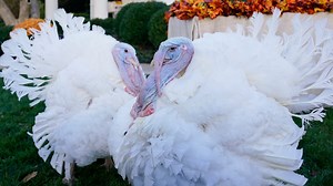 Biden will soon pardon 2 turkeys. Here’s the strange truth behind the tradition
