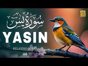 Surah Yasin (Yaseen) | Full With Arabic Text (HD) | 36 سورۃ یس | Beautiful Quran ep 004 #yasin