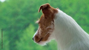 Dog looks at window and barking. Close up of dog head. Alone pet waiting for his owner