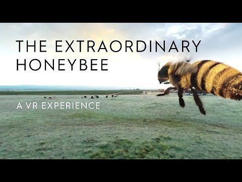 The Extraordinary Honey Bee | A 360 VR Experience | Häagen-Dazs®