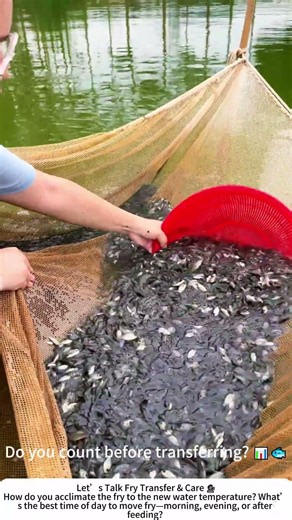 Scooping Fry from the Nursery Pond – A Delicate Transfer 🐟🥅