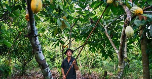 Sweet Success: Restoring the Rainforest with Cocoa Trees