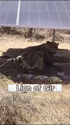 Lion is sitting under the solar panel |#lion #gir #animals #animalover #yt #bigcatswildlife #short
