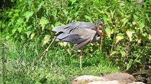 Purple heron (Ardea purpurea) is a wide-ranging species of wading bird in the heron family, Ardeidae. The scientific name comes from Latin ardea heron, and purpureus, coloured purple.