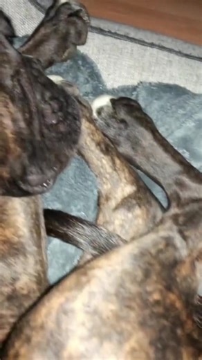 Hilarious Dogs Sleeping After a Long Day