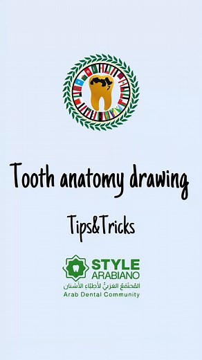 23K views · 273 reactions | Tooth anatomy drawing Tips&Tricks Credit dr@9saif_ahmed #stylearabiano #stylearabianoteam #toothanatomy | Style Arabiano | Facebook