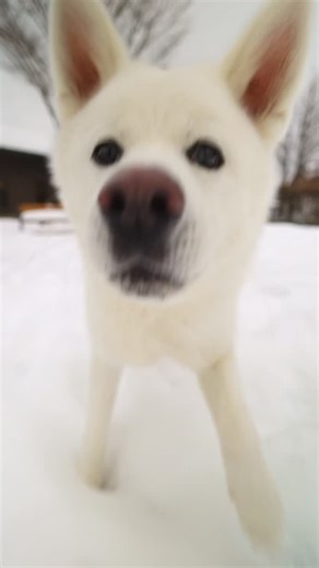 Visit Japan International on Instagram: "Who could resist this cute face? 🐶❄️ ⠀ Loved for their loyalty, gentleness, and soulful eyes, Akita dogs are a beloved breed in Japan. At the Akita Inu no Sato in Akita, you can meet them in person — surrounded by snowy landscapes, rich tradition, and countryside charm. From winter walks to wagging tails, it’s an experience you’ll never forget🐾💖 ⠀ Save this spot for your next Japan adventure! ⠀ 📍 Akita ⠀ Follow @visitjapanjp for a daily dose of inspir