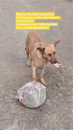 Best ways to reduce plastic waste, OBSERVE : Pulse Check, Ep 5 #noplastic #ecofriendly #Shillong