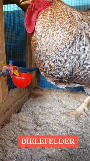 @Bielefelder Chicken ile #düet #bielefelder