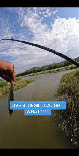 Bluegill Catches GIANT Snapping Turtle! 🐢