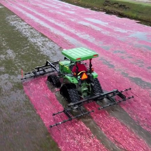 Ocean Spray® Cran-Mango™ Cranberry Mango Juice Drinks, 10 fl oz Bottles, 6 Count