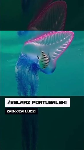 Żeglarz portugalski. Zabójca ludzi
