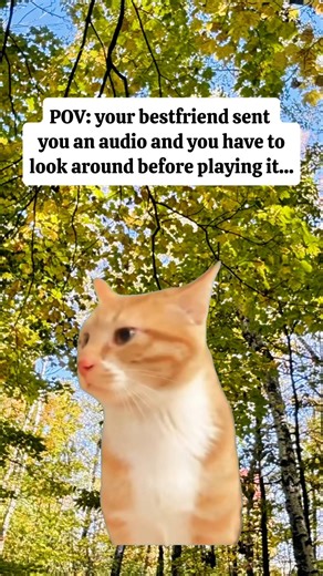 Best Friend Audio Compilation