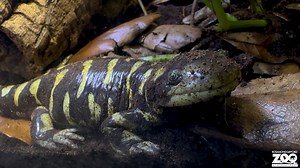 Happy #SalamanderSaturday from Tigger, our barred tiger salamander! A nocturnal animal, the barred tiger salamander is native to the United States and spends most of its time in underground burrows. Tigger is located in the top right exhibit across from the poison dart frogs. He can be hard to spot when he burrows into the substrate! #Syracusezoo #Syracuse #CNY #Salamander #OnondagaCounty #OnondagaCountyParks | Rosamond Gifford Zoo