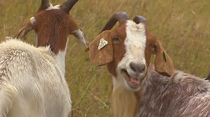 Hundreds of goats get loose in Issaquah, lead police on slow-speed chase