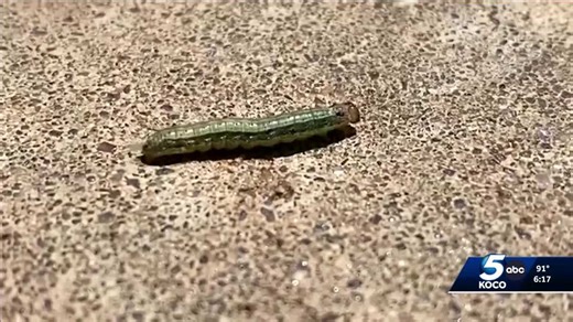 Fall armyworms threaten Oklahoma's winter wheat crops