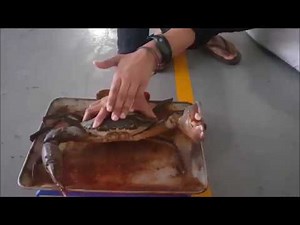 [EPISODE 6] 20 days weight check of I38 of the Crab Fattening Process