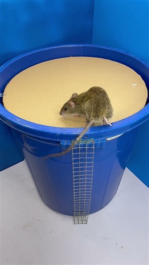 Mouse trap / Making a mouse trap from a plastic bucket #rat