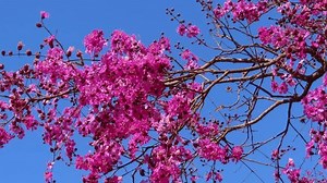 Lush Pink Flowering Tree Spring Concept Stock Footage Video (100% Royalty-free) 1104163295 | Shutterstock