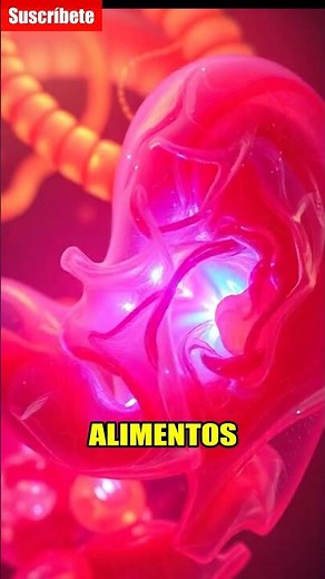 Digestión: ¡Cómo Funciona! 🤯