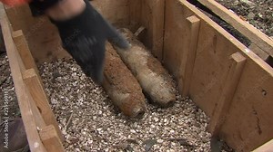 Bomb disposal expert putting iron bomb from first word war in wooden box.