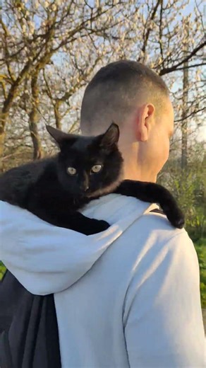 кот Алиот в капюшоне у папы