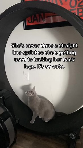 Fit kitty. #fyp @onefastcatofficial #russianblue #exercise #catwheel #cats #cat #catlover #catdad #fitcat #run #fitness #love #cute #tiktokcreator