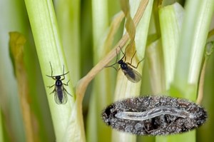 How To Get Rid of Fungus Gnats