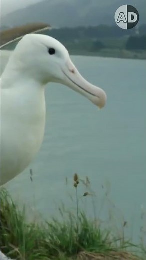The Secret of Albatross