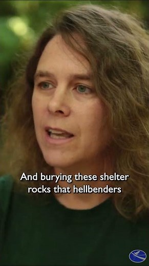 How Sediment Impacts Hellbenders