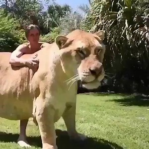 59K views · 478 reactions | ライガー (Liger) は、父がライオンで母がトラ女。ここまで成長するのは母がトラだから。雌のライオンにはライオンの成長を抑える遺伝子が女。ところが、母がトラだとその遺伝子がなく、ここまで成長するという。 Sangmin @ChoimiraiSchool @gijigae | 綺麗になりたかったらシェア！ | Facebook