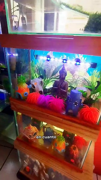 🐠 Pecera importada de 20 L con base y tapa de madera barnizada (resistente a la humedad). Tiene ventanita para alimento y salida para enchufes. 💰 Pecera sola: S/100 💰 Kit completo equipado: S/165 Incluye: filtro, acondicionador, bacterias para iniciar el acuario, grava y fondo decorativo. 📍 Tiendas: Villa El Salvador, San Luis y San Juan de Lurigancho 📲 WhatsApp: 930 787 616 🚚 Envíos a todo el Perú. . . . . . . . . . #Peceras #Pecera20L #PecerasImportadas #Acuarios #Acuariofilia